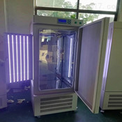 450L LDEB(yng)